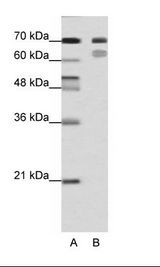 TCF3 / E2A Antibody - A: Marker, B: HepG2 Cell Lysate.  This image was taken for the unconjugated form of this product. Other forms have not been tested.