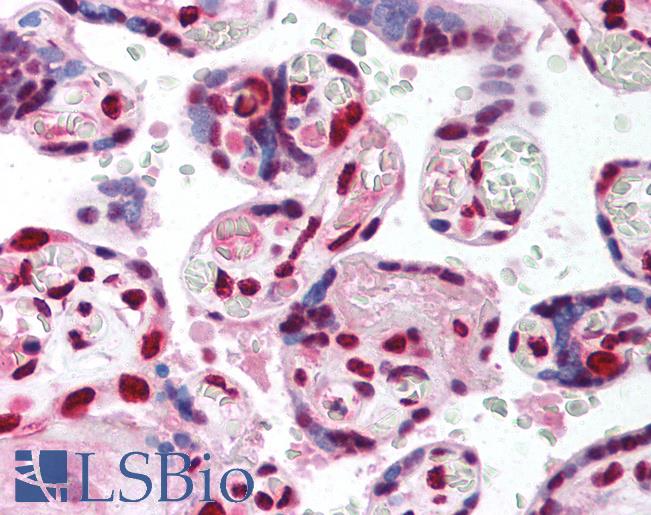 TCF4 Antibody - Anti-TCF4 antibody IHC of human placenta. Immunohistochemistry of formalin-fixed, paraffin-embedded tissue after heat-induced antigen retrieval. Antibody concentration 5 ug/ml.  This image was taken for the unconjugated form of this product. Other forms have not been tested.