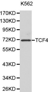 TCF4 Antibody - Western blot of TCF4 pAb in extracts from K562 cells.