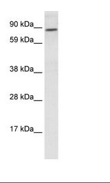 TCF4 Antibody - Placenta Lysate.  This image was taken for the unconjugated form of this product. Other forms have not been tested.