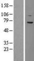 TCF4 Protein - Western validation with an anti-DDK antibody * L: Control HEK293 lysate R: Over-expression lysate