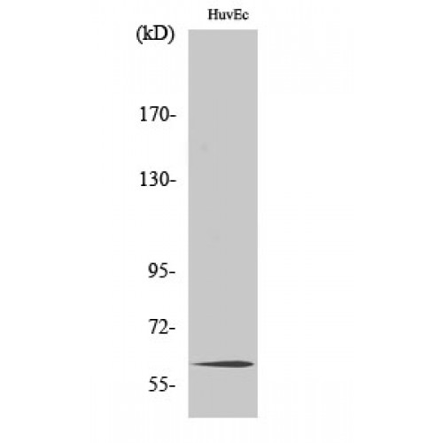 TCF4 + TCF12 Antibody - Western blot of TCF-4/12 antibody