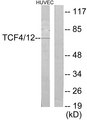 TCF4 + TCF12 Antibody - Western blot analysis of lysates from HUVEC cells, using TCF4/12 Antibody. The lane on the right is blocked with the synthesized peptide.