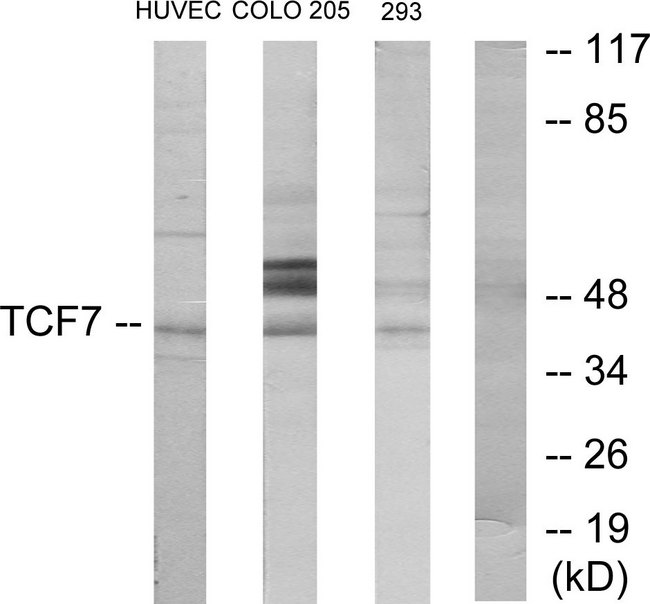 TCF7 Antibody - Western blot analysis of lysates from HUVEC, COLO205, and 293 cells, using TCF7 Antibody. The lane on the right is blocked with the synthesized peptide.