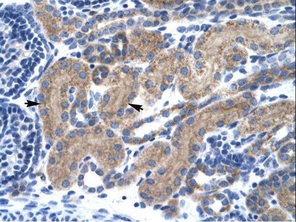 TCF7 Antibody - Human Kidney.  This image was taken for the unconjugated form of this product. Other forms have not been tested.