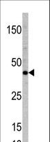 TCF7 Antibody - Western blot of anti-TCF7 antibody in mouse heart tissue lysate (35 ug/lane). TCF7(arrow) was detected using the purified antibody.