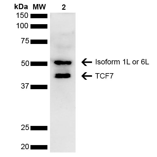 TCF7 Antibody - Western blot analysis of Human Cervical cancer cell line (HeLa) lysate showing detection of ~41.6 kDa TCF7 protein using Rabbit Anti-TCF7 Polyclonal Antibody. Lane 1: Molecular Weight Ladder (MW). Lane 2: Cervical Cancer cell line (HeLa) lysate. Load: 10 µg. Block: 5% Skim Milk in 1X TBST. Primary Antibody: Rabbit Anti-TCF7 Polyclonal Antibody  at 1:1000 for 2 hours at RT. Secondary Antibody: Goat Anti-Rabbit HRP:IgG at 1:3000 for 1 hour at RT. Color Development: ECL solution for 5 min at RT. Predicted/Observed Size: ~41.6 kDa. Other Band(s): ~54 kDa isoform.