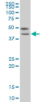 TCF7 Antibody - TCF7 monoclonal antibody (M02), clone 2E9 Western blot of TCF7 expression in Jurkat.