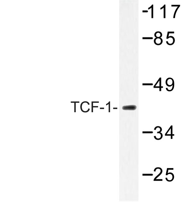 TCF7 Antibody - Western blot of TCF-1 (F26) pAb in extracts from HUVEC cells.