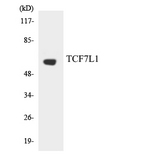 TCF7L1 / TCF-3 Antibody - Western blot analysis of the lysates from HUVECcells using TCF7L1 antibody.