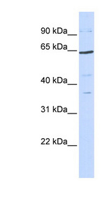 TCF7L1 / TCF-3 Antibody - TCF7L1 antibody Western blot of 293T cell lysate. This image was taken for the unconjugated form of this product. Other forms have not been tested.