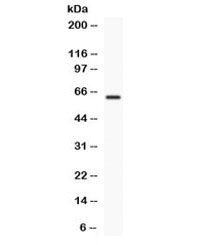 TCF7L1 / TCF-3 Antibody