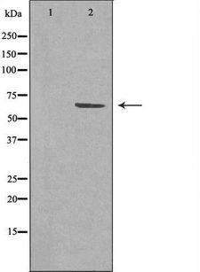 TCF7L1 / TCF-3 Antibody - Western blot analysis of extracts of 3T3 cells using TCF7L1 antibody. The lane on the left is treated with the antigen-specific peptide.