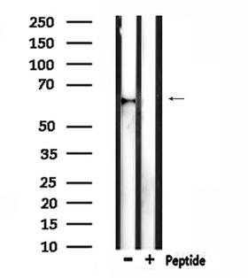 TCF7L1 / TCF-3 Antibody - Western blot analysis of extracts of rat muscle using TCF7L1 antibody.