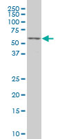 TCF7L2 / TCG4 Antibody - TCF7L2 monoclonal antibody (M06), clone 3A4 Western blot of TCF7L2 expression in K-562.