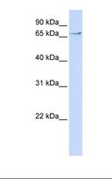 TCF7L2 / TCG4 Antibody - Hela cell lysate. Antibody concentration: 1.0 ug/ml. Gel concentration: 12%.  This image was taken for the unconjugated form of this product. Other forms have not been tested.