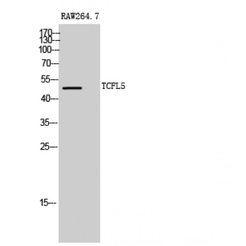 TCFL5 Antibody - Western blot of TCFL5 antibody