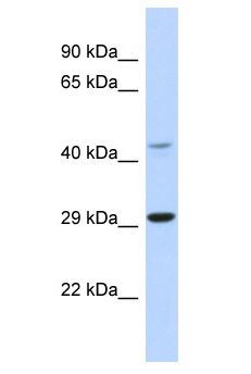 TCFL5 Antibody - TCFL5 antibody Western Blot of Mouse Spleen. Antibody dilution: 1 ug/ml.  This image was taken for the unconjugated form of this product. Other forms have not been tested.