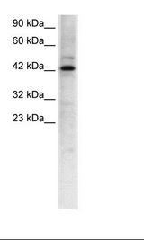 TCFL5 Antibody - HepG2 Cell Lysate.  This image was taken for the unconjugated form of this product. Other forms have not been tested.