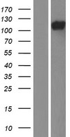 TCHHL1 Protein - Western validation with an anti-DDK antibody * L: Control HEK293 lysate R: Over-expression lysate