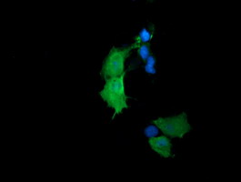 TCL / RHOJ Antibody - Anti-RHOJ mouse monoclonal antibody immunofluorescent staining of COS7 cells transiently transfected by pCMV6-ENTRY RHOJ.