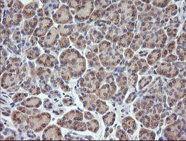 TCL / RHOJ Antibody - IHC of paraffin-embedded Human pancreas tissue using anti-RHOJ mouse monoclonal antibody.