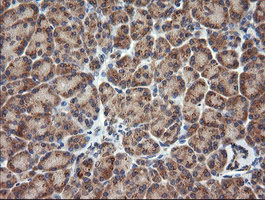 TCL / RHOJ Antibody - IHC of paraffin-embedded Human pancreas tissue using anti-RHOJ mouse monoclonal antibody.