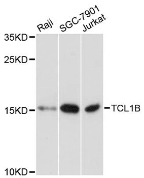 TCL1B Antibody - Western blot analysis of extracts of various cell lines, using TCL1B antibody at 1:3000 dilution. The secondary antibody used was an HRP Goat Anti-Rabbit IgG (H+L) at 1:10000 dilution. Lysates were loaded 25ug per lane and 3% nonfat dry milk in TBST was used for blocking. An ECL Kit was used for detection and the exposure time was 90s.