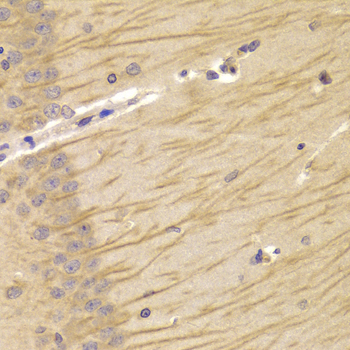TCN2 Antibody - Immunohistochemistry of paraffin-embedded Mouse brain tissue.