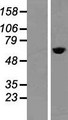 TCP1 Protein - Western validation with an anti-DDK antibody * L: Control HEK293 lysate R: Over-expression lysate