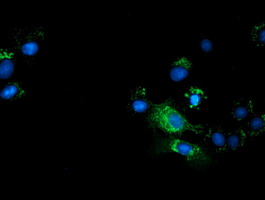 TCP11L2 Antibody - Anti-TCP11L2 mouse monoclonal antibody  immunofluorescent staining of COS7 cells transiently transfected by pCMV6-ENTRY TCP11L2.