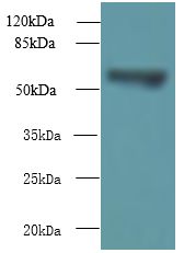 TCP11L2 Antibody - Western blot. All lanes: TCP11L2 antibody at 1 ug/ml+ A549 whole cell lysate Goat polyclonal to rabbit at 1:10000 dilution. Predicted band size: 58 kDa. Observed band size: 58 kDa.