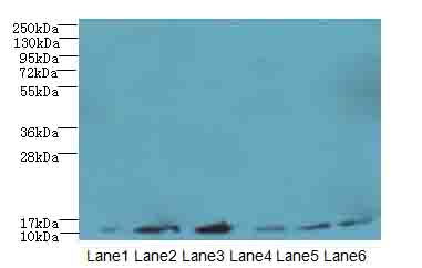 TCTA Antibody - Western blot. All lanes: TCTA antibody at 1.6 ug/ml. Lane 1: Mouse liver tissue. Lane 2: Mouse gonadal tissue. Lane 3: Mouse muscle tissue. Lane 4: HL60 whole cell lysate. Lane 5: U251 whole cell lysate. Lane 6: MCF7 whole cell lysate. Secondary Goat polyclonal to Rabbit IgG at 1:10000 dilution. Predicted band size: 11 kDa. Observed band size: 11 kDa.