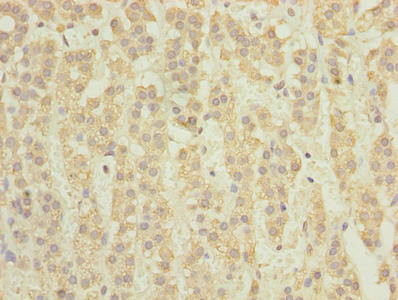 TCTA Antibody - Immunohistochemistry of paraffin-embedded human adrenal gland tissue using TCTA Antibody at dilution of 1:100