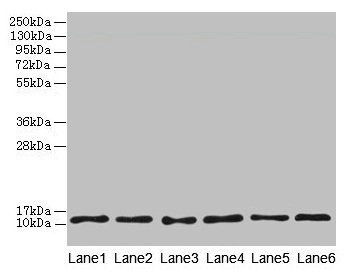 TCTA Antibody - Western blot All lanes: TCTA antibody at 1.6µg/ml Lane 1: Mouse liver tissue Lane 2: Mouse gonadal tissue Lane 3: Mouse muscle tissue Lane 4: HL60 whole cell lysate Lane 5: U251 whole cell lysate Lane 6: MCF-7 whole cell lysate Secondary Goat polyclonal to rabbit IgG at 1/10000 dilution Predicted band size: 11 kDa Observed band size: 11 kDa