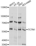 TCTN1 Antibody - Western blot analysis of extracts of various cell lines, using TCTN1 antibody at 1:1000 dilution. The secondary antibody used was an HRP Goat Anti-Rabbit IgG (H+L) at 1:10000 dilution. Lysates were loaded 25ug per lane and 3% nonfat dry milk in TBST was used for blocking. An ECL Kit was used for detection and the exposure time was 5s.