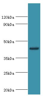 TDG / Thymine DNA Glycosylase Antibody - Western blot. All lanes: G/T mismatch-specific thymine DNA glycosylase antibody at 8 ug/ml+mouse brain tissue. Secondary antibody: Goat polyclonal to rabbit at 1:10000 dilution. Predicted band size: 46 kDa. Observed band size: 46 kDa.