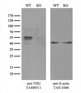 TDG / Thymine DNA Glycosylase Antibody - Equivalent amounts of cell lysates  and TDG-Knockout Hela cells  were separated by SDS-PAGE and immunoblotted with anti-TDG monoclonal antibody(1:500). Then the blotted membrane was stripped and reprobed with anti-b-actin antibody  as a loading control.