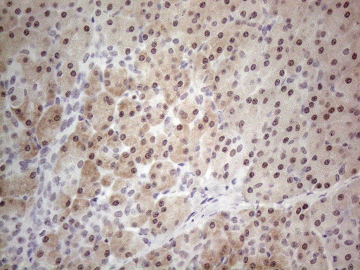 TDG / Thymine DNA Glycosylase Antibody - Immunohistochemical staining of paraffin-embedded Human pancreas tissue within the normal limits using anti-TDG mouse monoclonal antibody. (Heat-induced epitope retrieval by 1mM EDTA in 10mM Tris buffer. (pH8.5) at 120°C for 3 min. (1:150)