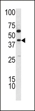 TDG / Thymine DNA Glycosylase Antibody - Western blot of TDG antibody in K562 cell line lysates (35 ug/lane). TDG (arrow) was detected using the purified antibody.