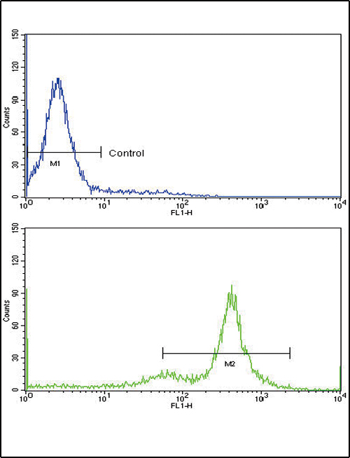 TDG / Thymine DNA Glycosylase Antibody - Flow cytometric of K562 cells using TDG Antibody (bottom histogram) compared to a negative control cell (top histogram)FITC-conjugated goat-anti-rabbit secondary antibodies were used for the analysis.