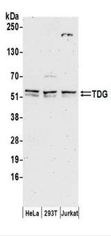 TDG / Thymine DNA Glycosylase Antibody - Detection of Human TDG by Western Blot. Samples: Whole cell lysate (50 ug) prepared using NETN buffer from HeLa, 293T, and Jurkat cells. Antibodies: Affinity purified rabbit anti-TDG antibody used for WB at 0.1 ug/ml. Detection: Chemiluminescence with an exposure time of 3 minutes.