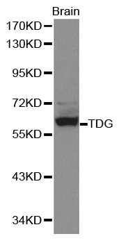 TDG / Thymine DNA Glycosylase Antibody - Western blot analysis of extracts of mouse brain, using TDG antibody. The secondary antibody used was an HRP Goat Anti-Rabbit IgG (H+L) at 1:10000 dilution. Lysates were loaded 25ug per lane and 3% nonfat dry milk in TBST was used for blocking.