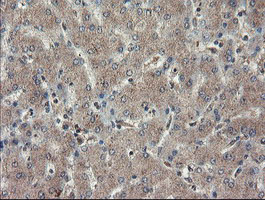 TDO2 Antibody - IHC of paraffin-embedded Human liver tissue using anti-TDO2 mouse monoclonal antibody.
