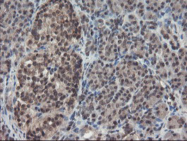 TDO2 Antibody - IHC of paraffin-embedded Human pancreas tissue using anti-TDO2 mouse monoclonal antibody.