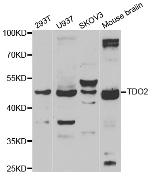TDO2 Antibody - Western blot analysis of extracts of various cell lines.