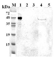 TDO2 Antibody - Western blot analysis using anti-TDO (human), pAb at 1:2000 dilution. 1: Human TDO (His-tagged). 2: Human IDO (His-tagged). 3: Mouse IDO (His-tagged). 4: SH-sy5y cell lysate. 5: Unrelated protein (His-tagged) (negative control).