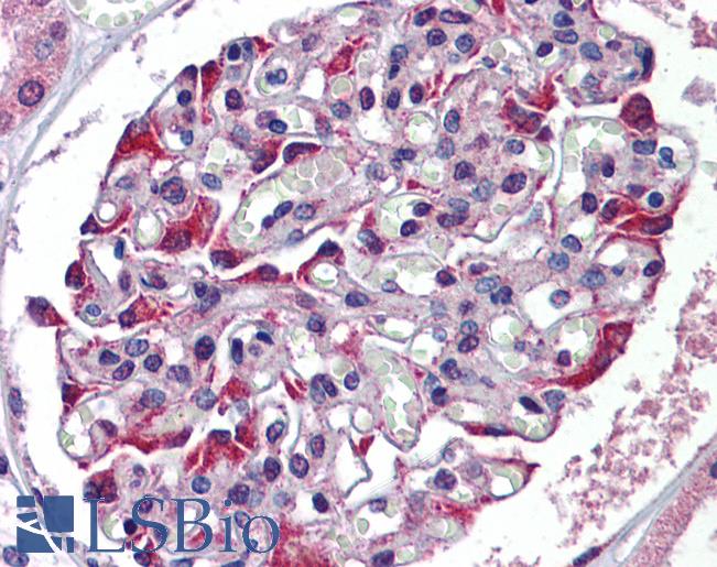 TDO2 Antibody - Anti-TDO2 antibody IHC of human kidney. Immunohistochemistry of formalin-fixed, paraffin-embedded tissue after heat-induced antigen retrieval. Antibody concentration 5 ug/ml.  This image was taken for the unconjugated form of this product. Other forms have not been tested.
