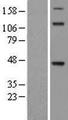 TDO2 Protein - Western validation with an anti-DDK antibody * L: Control HEK293 lysate R: Over-expression lysate