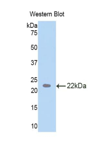 TDP-43 / TARDBP Antibody - Western blot of recombinant TDP-43 / TARDBP.  This image was taken for the unconjugated form of this product. Other forms have not been tested.